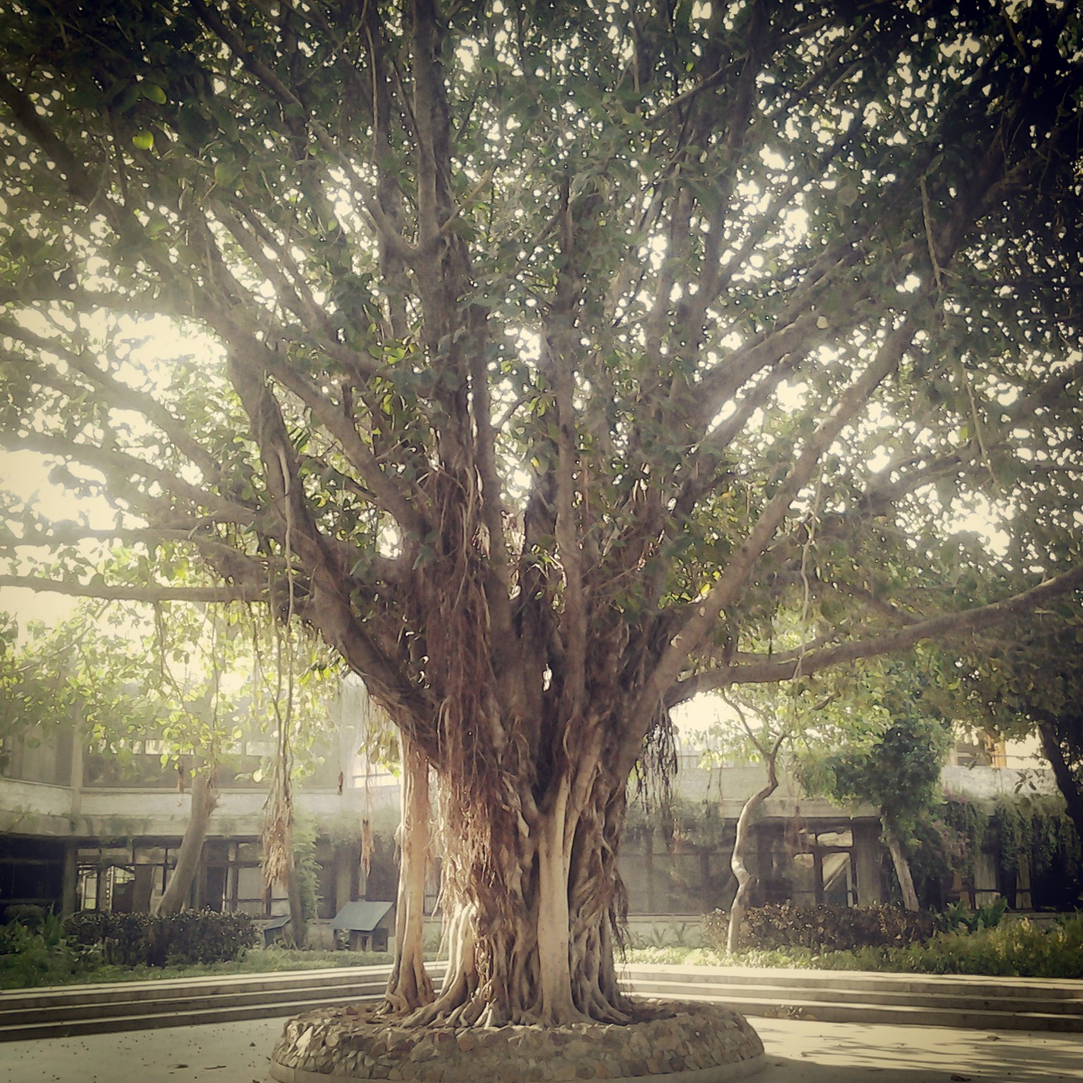Play at Mirambika School, Delhi