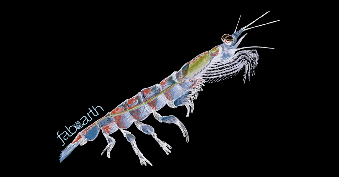 antarctic-krill