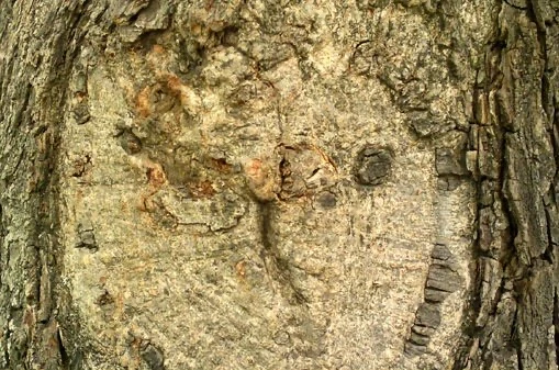 day5_treetrunk1