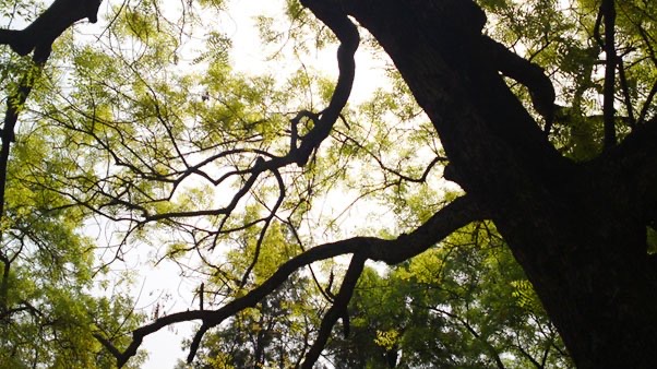 The Influence of Nature