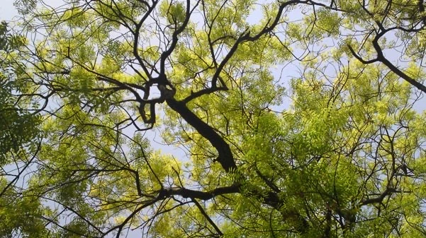 neem2