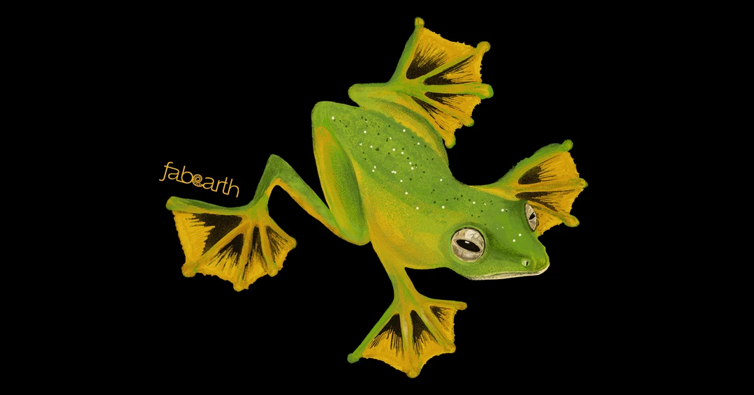wallaces-flying-frog
